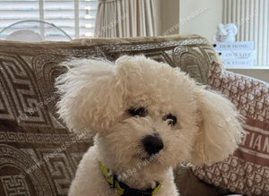 Teddy bichon frise for stud