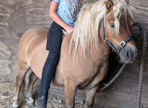 Miniature Shetland stallion