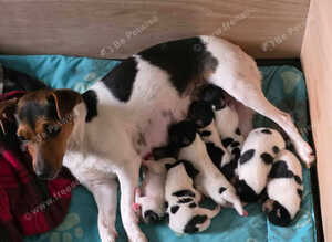 7 Lovely Jack Russell pups for Sale