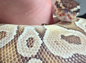 Ball python