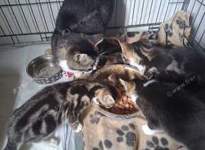 Kittens for sale