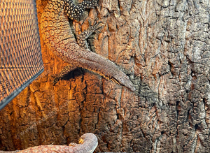 Kimberley Rock Monitor PROVEN PAIR