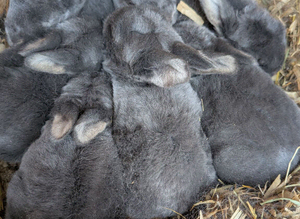 Blue otters mini rex