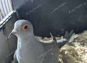 Diamond dove