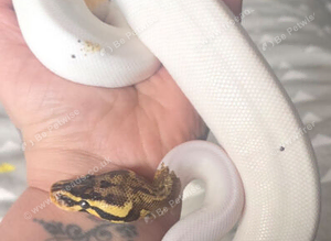 Special pastel leopard pied python