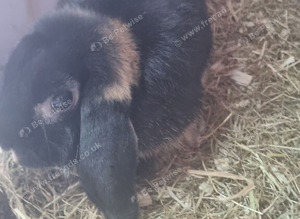 4 mini lops