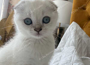 White Scottish Fold female kitten