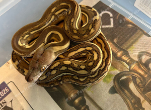 Phantom tiger het Albino ph G.stripe ( female)