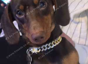 Hugo-stud