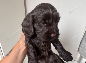 cockapoo puppies