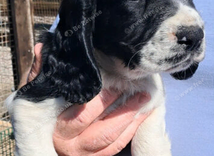 SPROCKER (ENGLISH SPRINGER X COCKER SPANIEL) PUPS