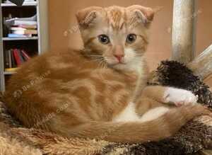 Beautiful Scottish Folds and Scottish Straights