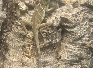 Water Dragon at Birmingham Reptiles