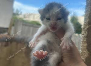 Mixed breed kittens