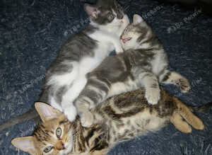 2 kittens female