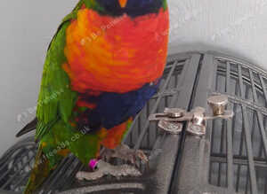 rainbow lorikeet male silly tame