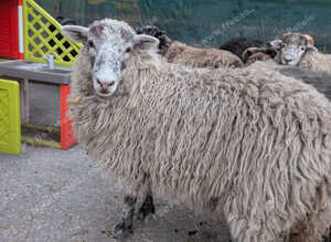 6 x Ewes
