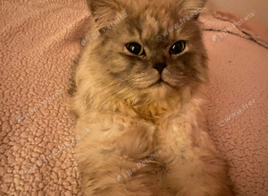 Persian cat