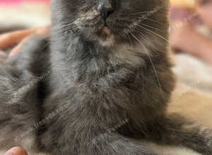 British longhair