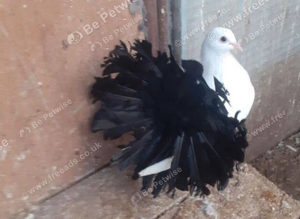 BLACK TAIL MARKED FANTAIL PIGEONS DOVES
