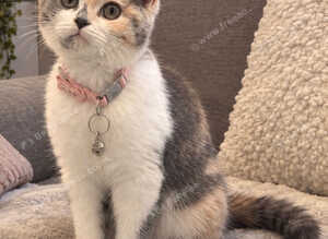 Beautiful TICA REG 7 months old Blue And White Tortie British Shorthair Girl