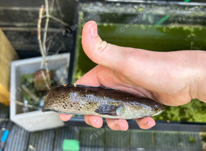 Snakehead