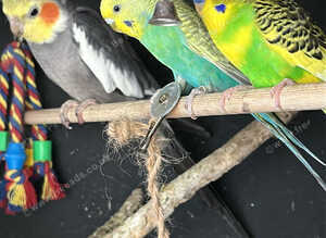 BUDGIE FOR SALE
