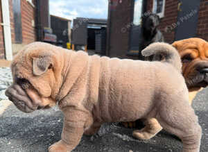 4 males 1female sharpies 8 weeks old ready now &pound;995