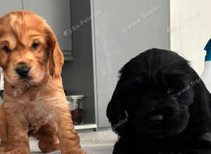 Gorgeous Show Type Cocker Pups
