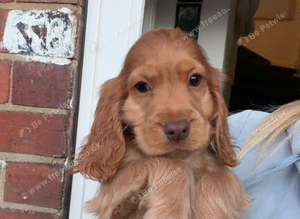 2 show cocker spaniel boys