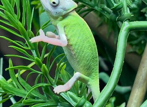 Stunning baby Yeman chameleons