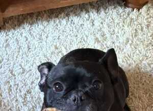 Rehome french bulldog