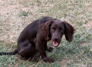 Female Cocker Spaniel