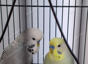 Budgies