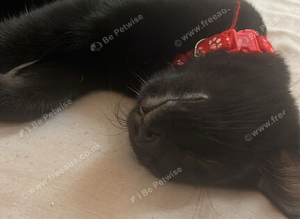 Black kitten