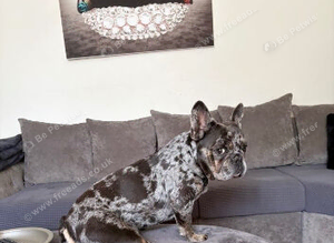 PROVEN FRENCHIE STUD AVAILABLE