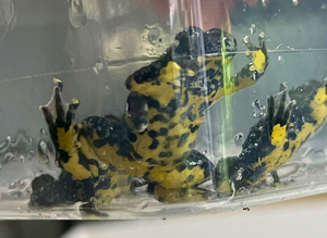 Yellow bellied toad froglets