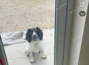 sprocker stud