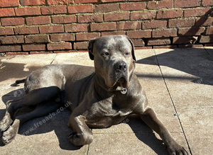 Tyson