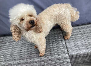 Apricot stud dog