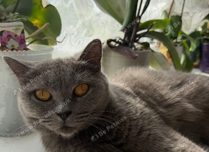 Blue British shorthair queen