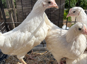 White leghorn chickens