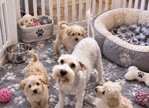 Toy/Mini Schnoodle Puppies (Mini schnauzer/Toy Poodle)