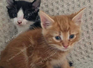 Kittens
