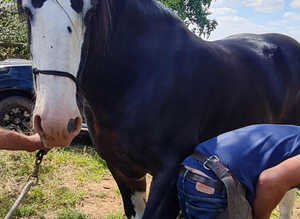 Shire stallion for sale
