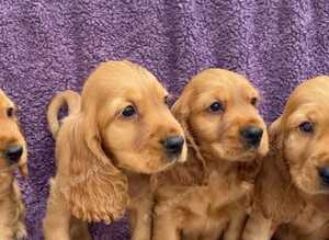 STUNNING SHOW TYPE COCKER SPANIELS