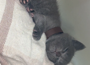 kitten