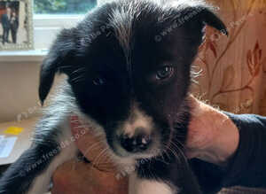 Top quality Border Collie Pups