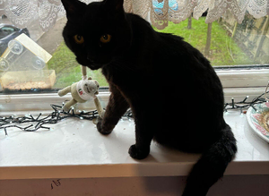 Missing cat