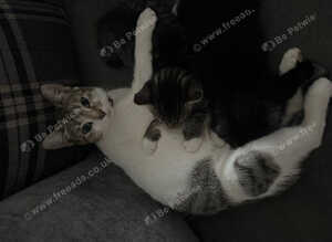 Kittens